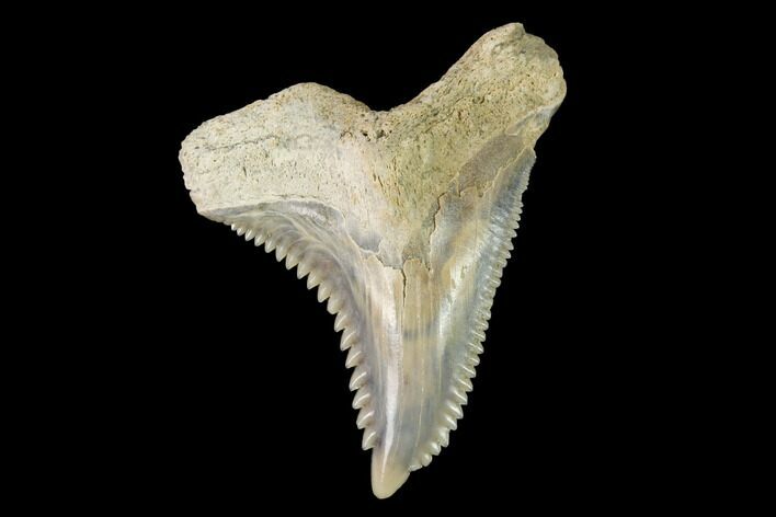 Snaggletooth Shark (Hemipristis) Tooth - Aurora, NC #143865